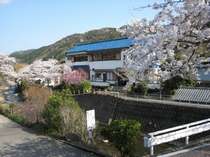 桜の季節の当館 千代田屋旅館 プランをみる