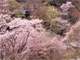 山々の桜が咲き誇る（画像は公式ページより借りています）